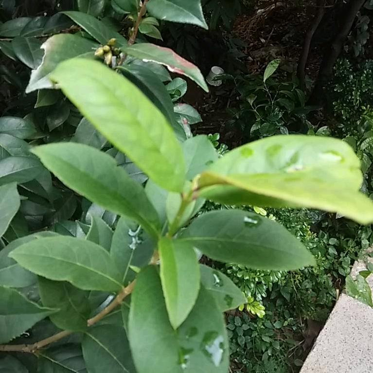 白杨927