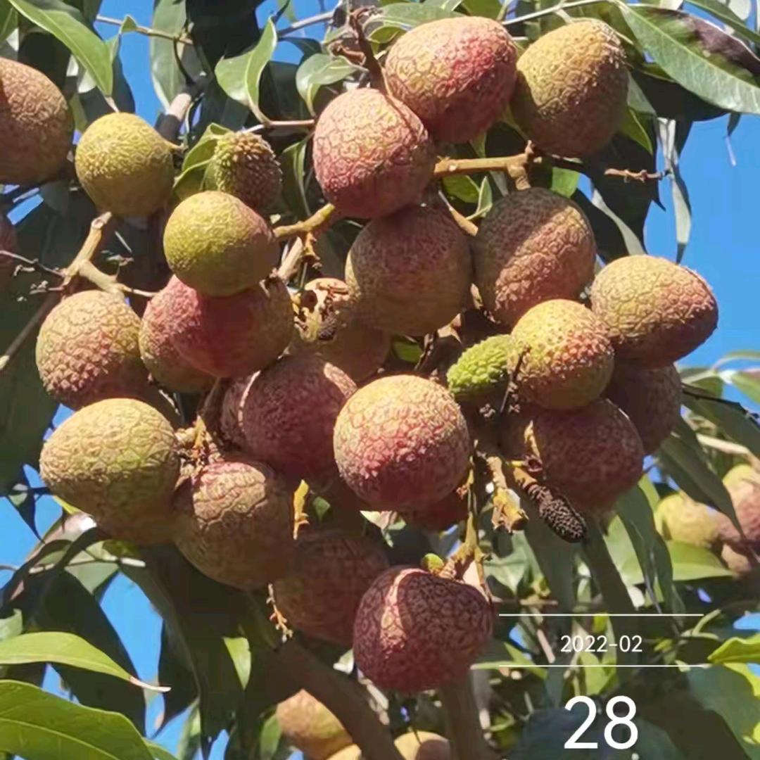 果创满广西创满农业有限公司果树苗木专卖店