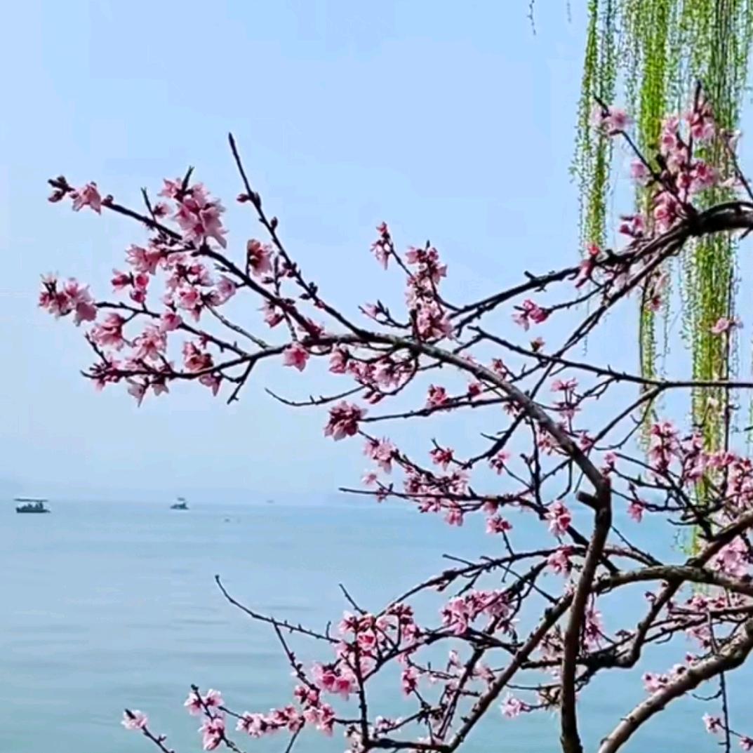 桃汐