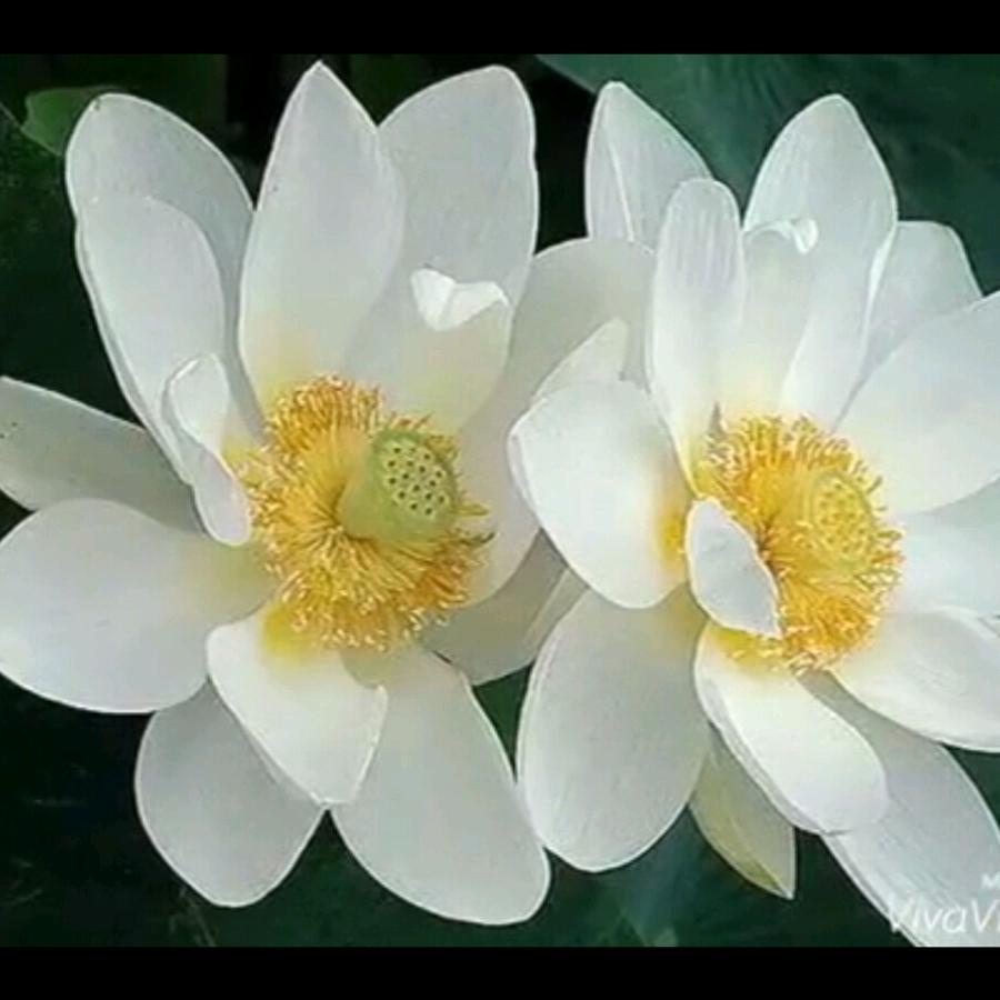 昌都市央平藏装有限公司