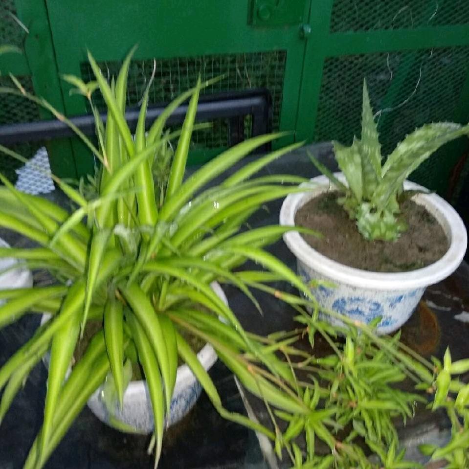 树树