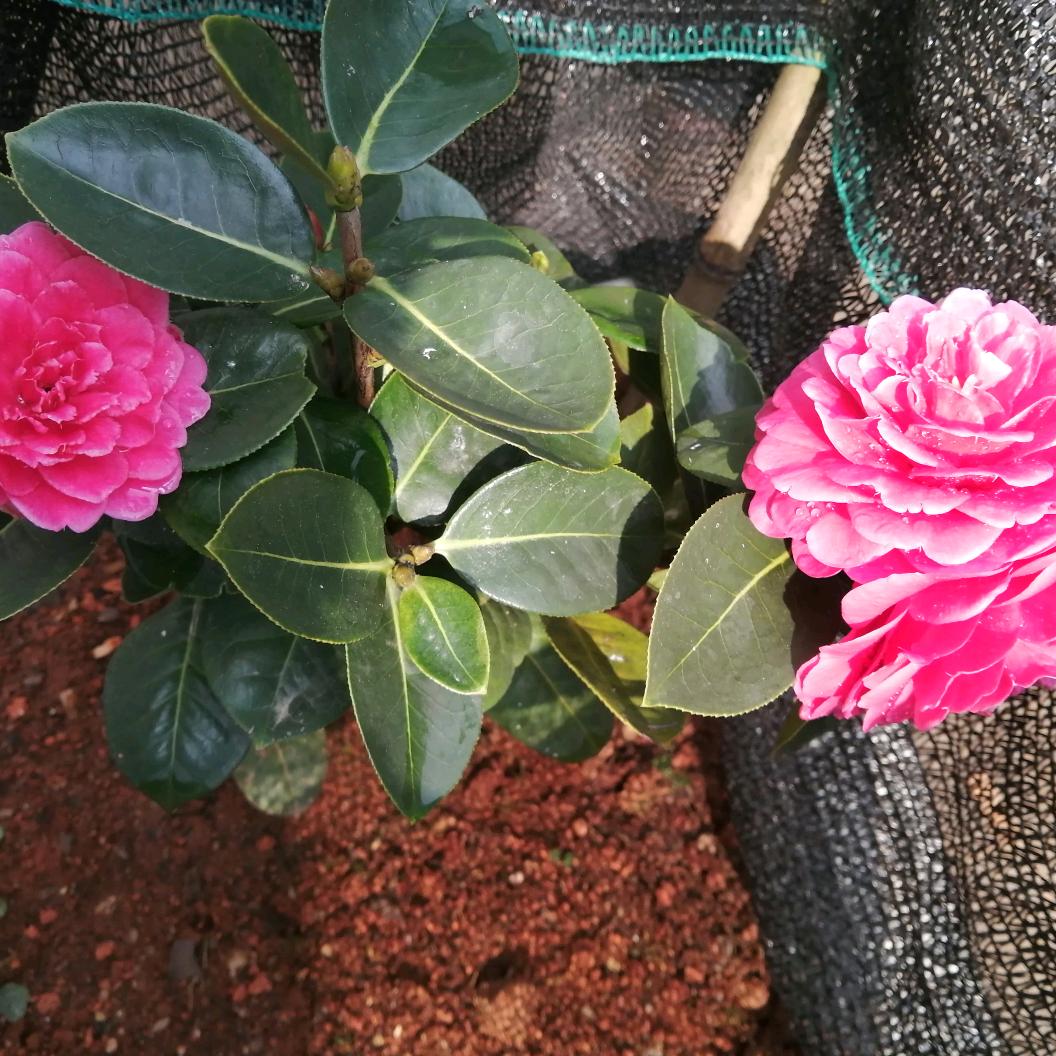 昌宁县田园镇引领造型理发店