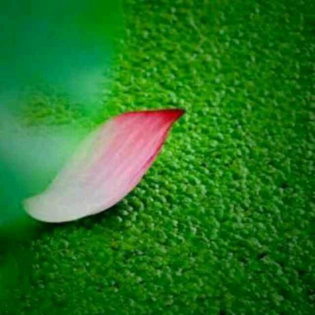 烟花三月醉红尘