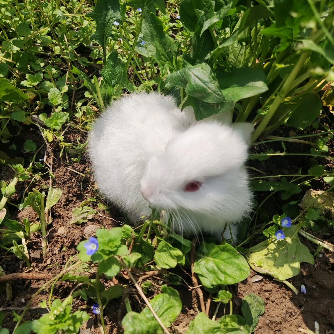 麻辣兔头头像
