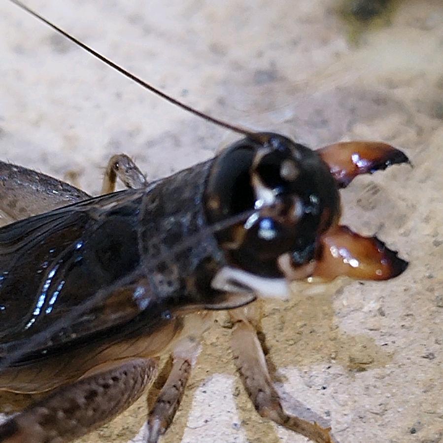 河北大名古城蛐蛐