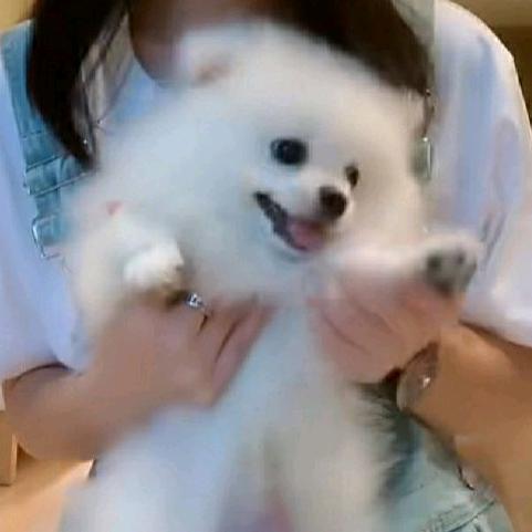 恐龙岛丶泡沫