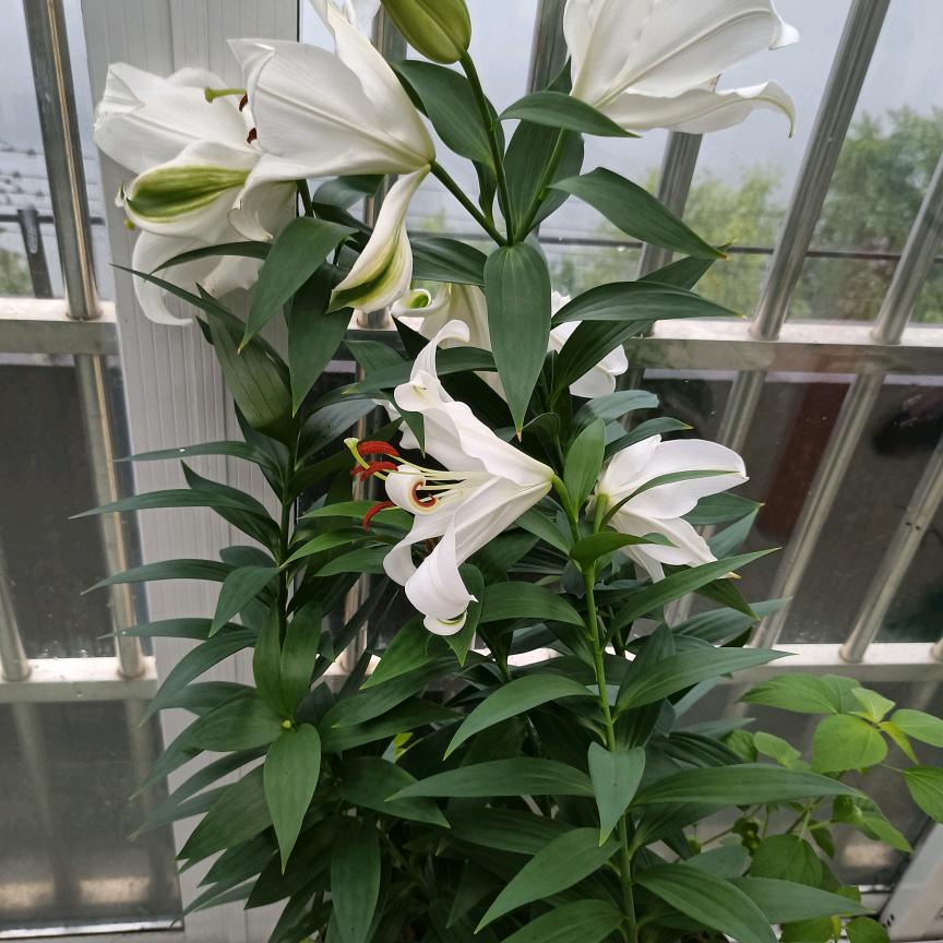 东莲