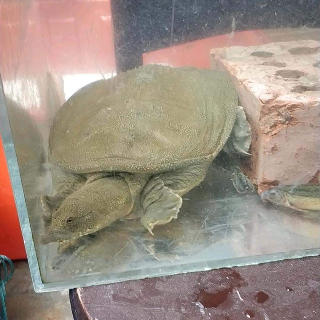 三工府