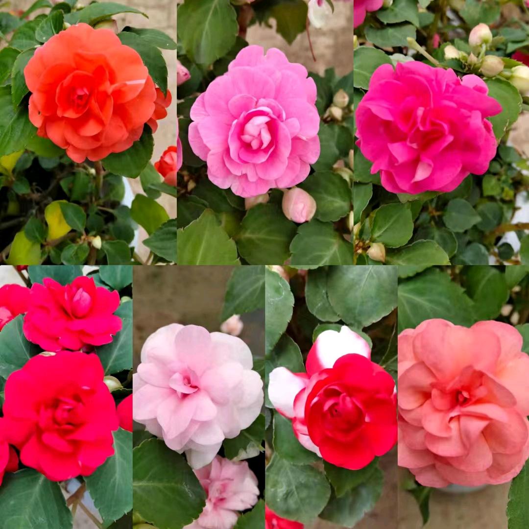 清雅花卉园艺
