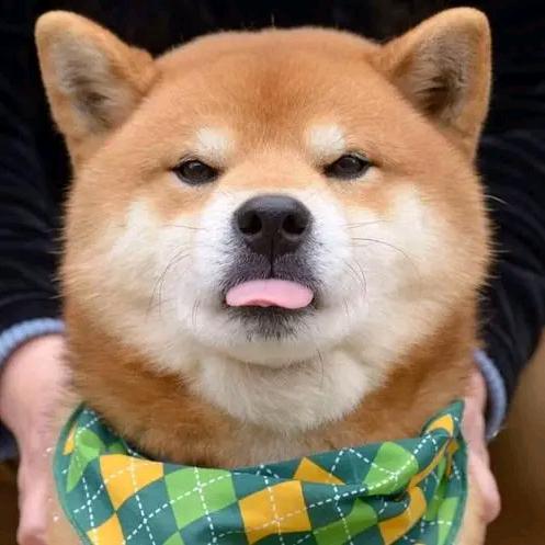卫枫。