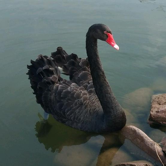 狼鹰