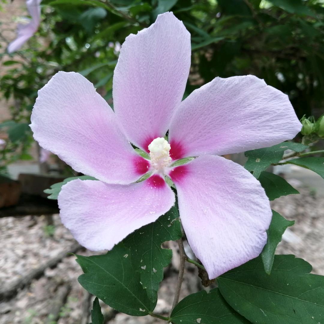 南李集小挖出租