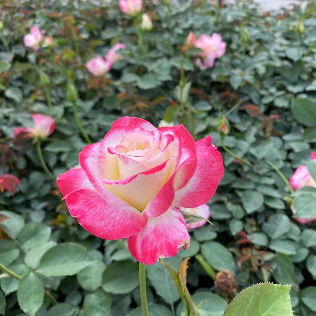 紫力花卉种植园
