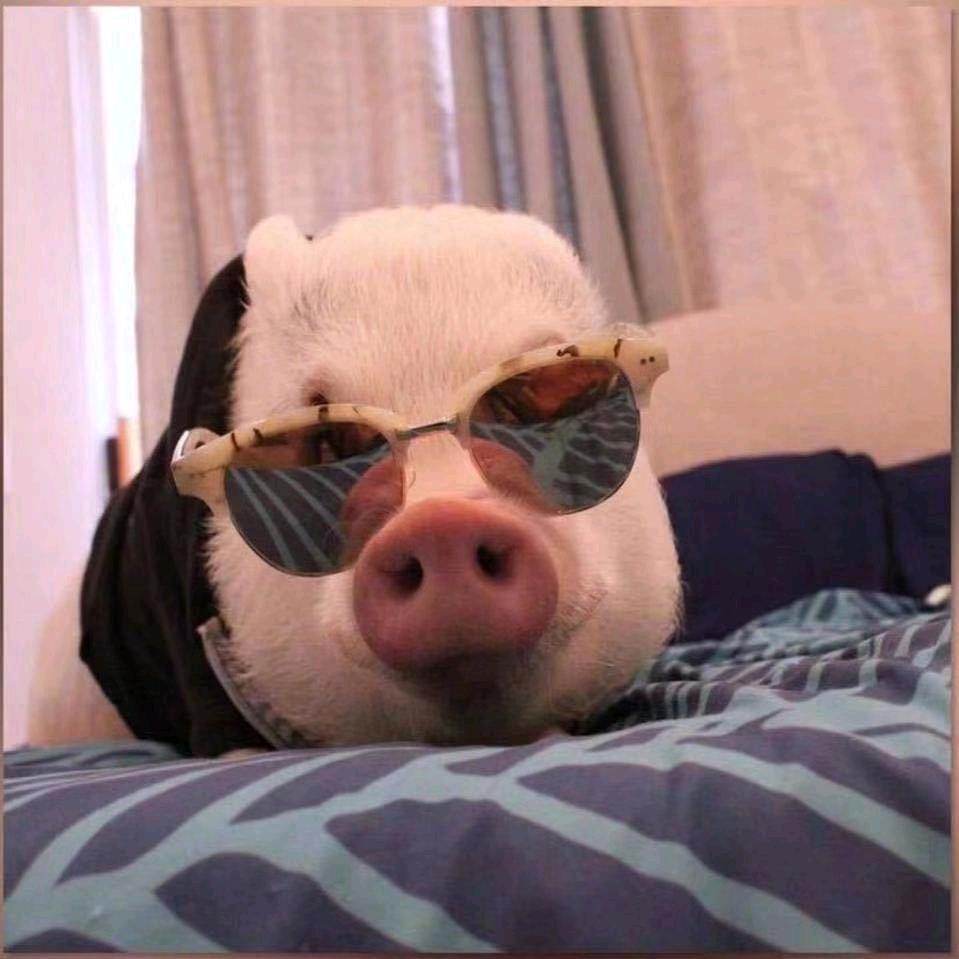 AA调运生猪小林