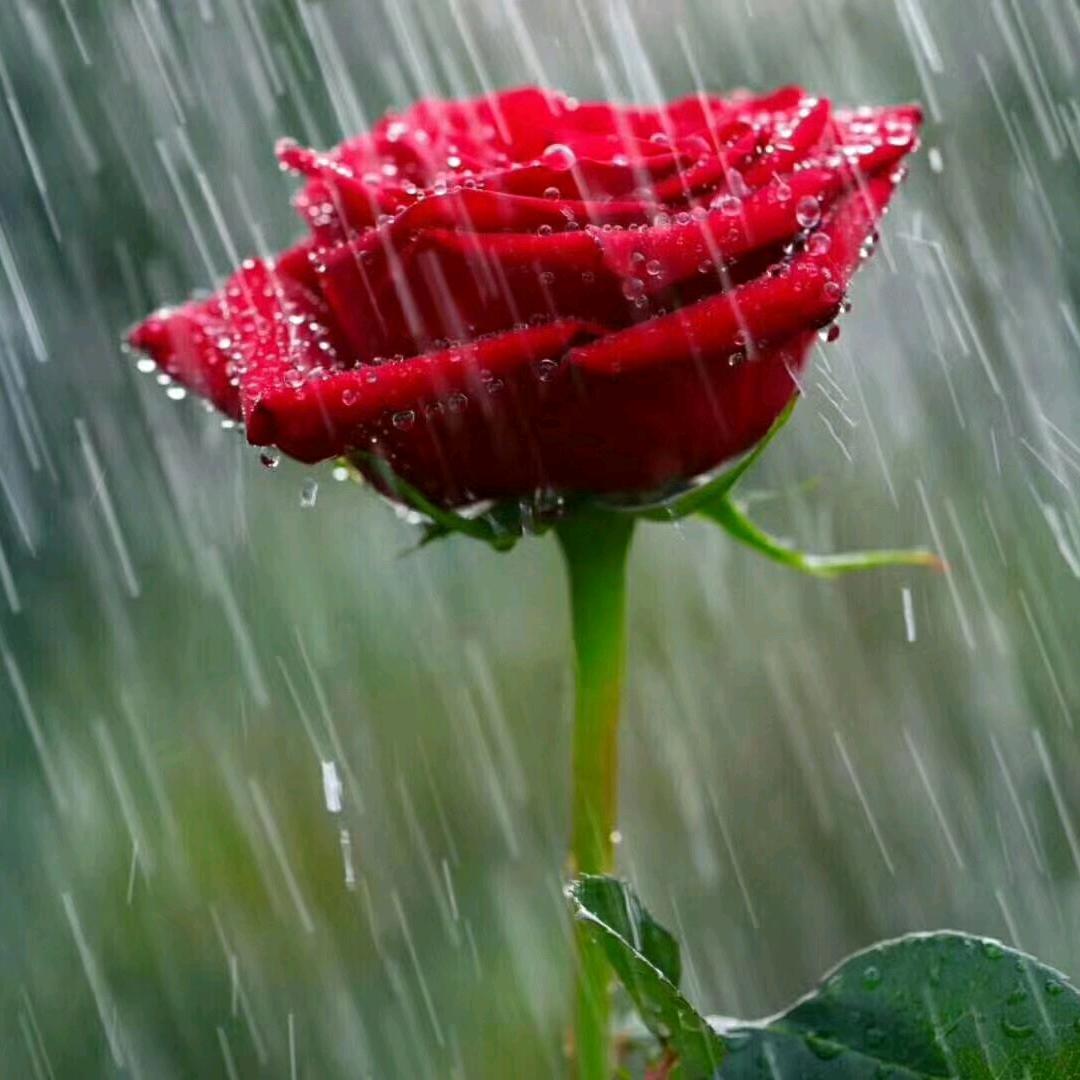 🌷永结爱心🌷