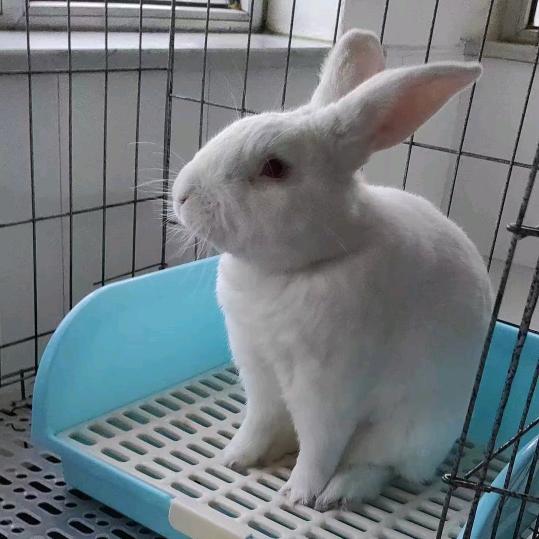 白八元