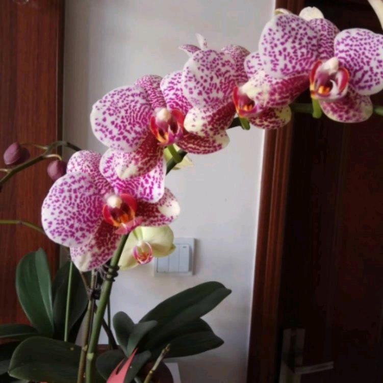 一枝花