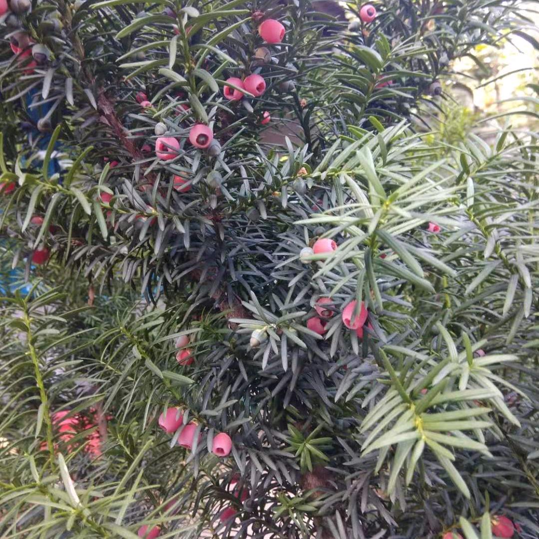 🌈兰山🍎⛵️