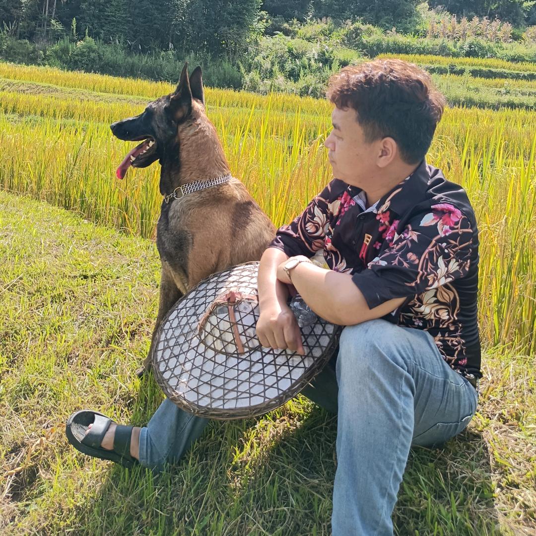 龙陵犬（金名剪）