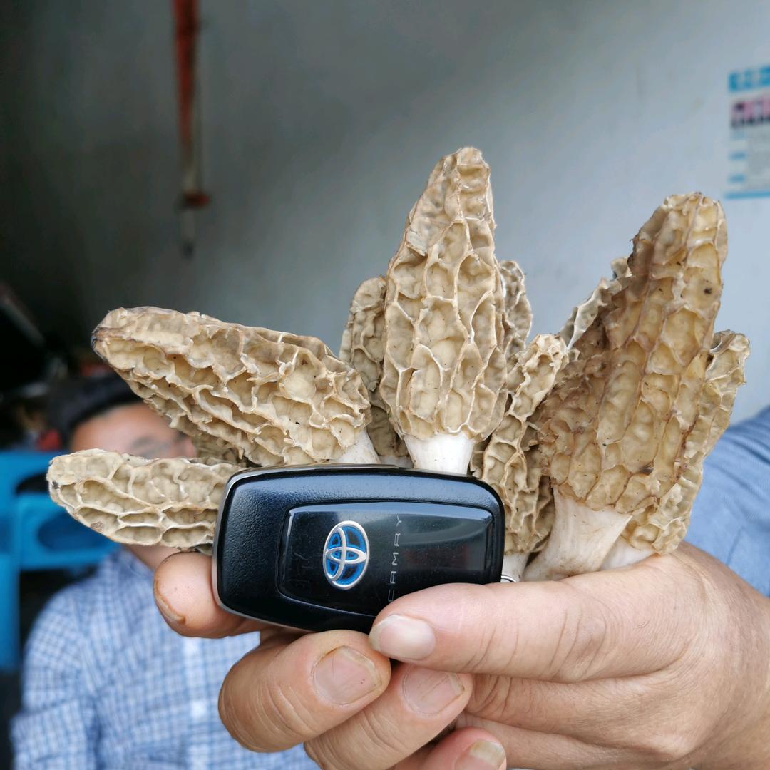 成都市科创菌业有限公司陈能