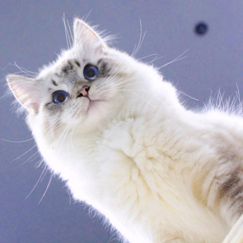 珮晞宠舍·卖守宫🦎猫咪🐱蛇🐍