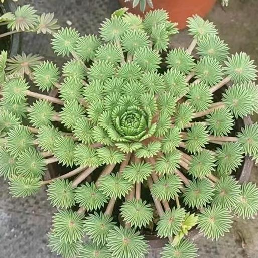 干工地的女汉子