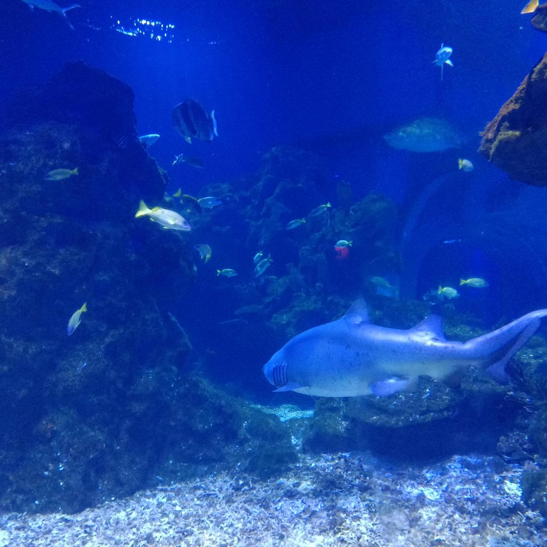 灵溪小鱼［港618］