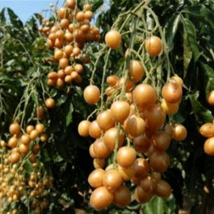 广西来宾五山镇黑黄皮种植基地（苗术培育）