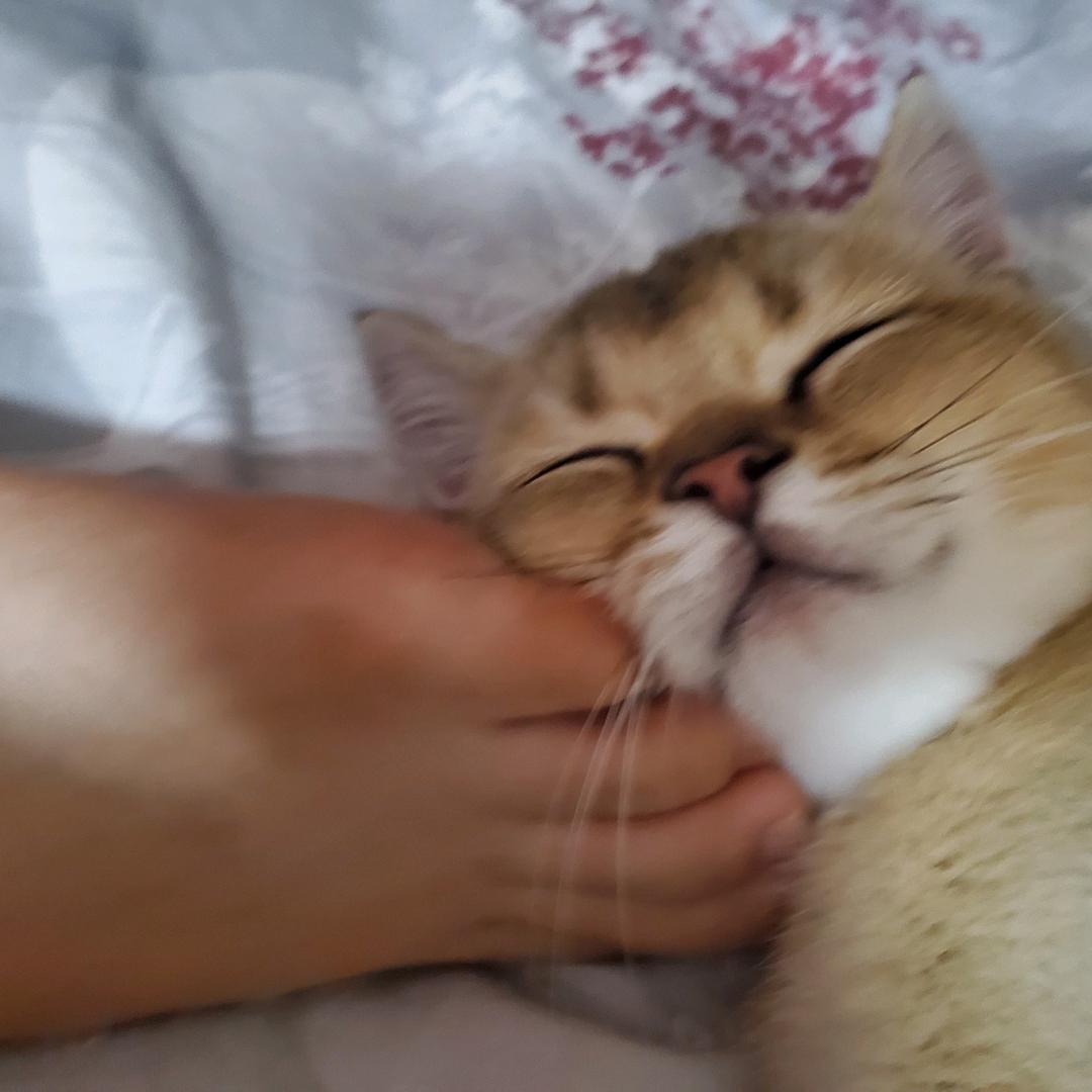 小栗子宠物供应链仓储配货