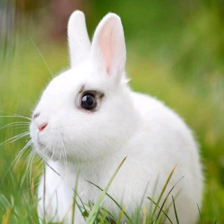 兔哥（卫生纸，日化用品）