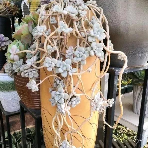 路过，霎那芳华。