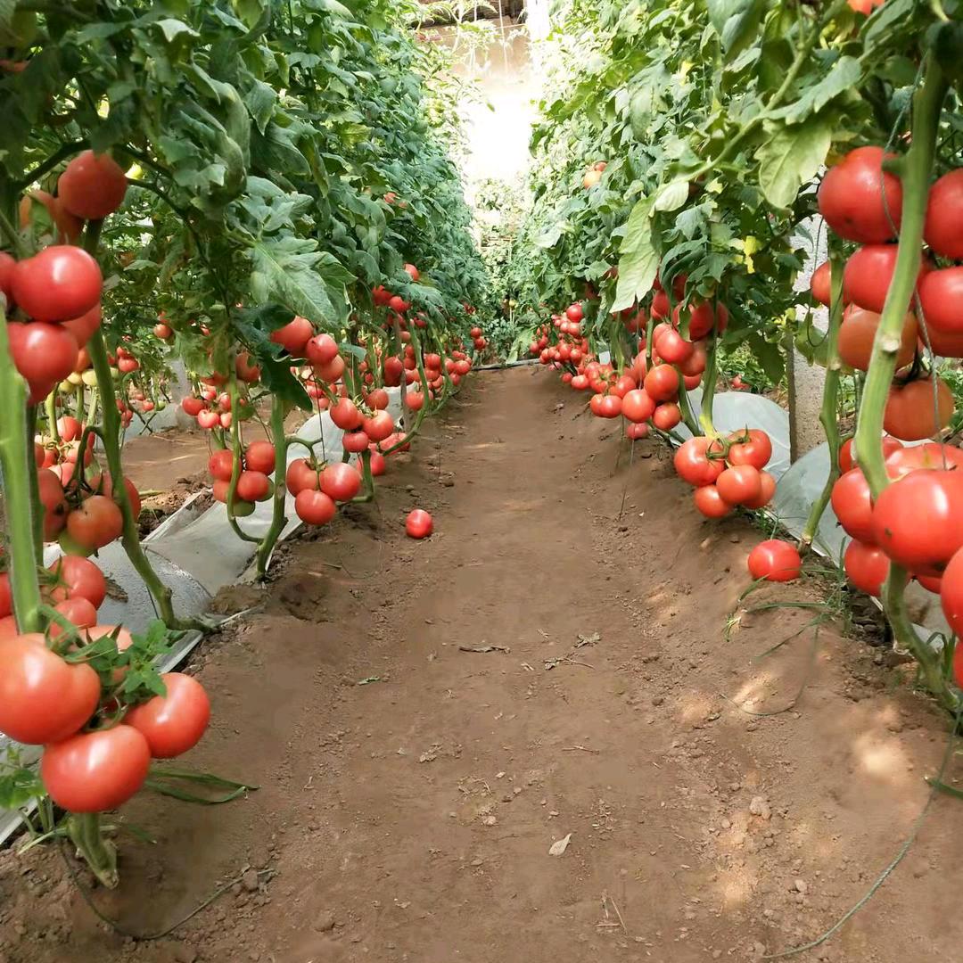 种蔬菜