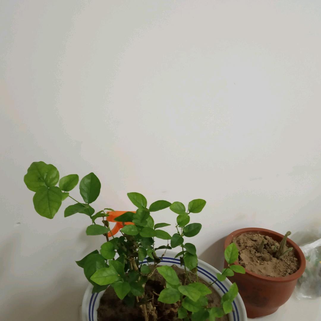凌静