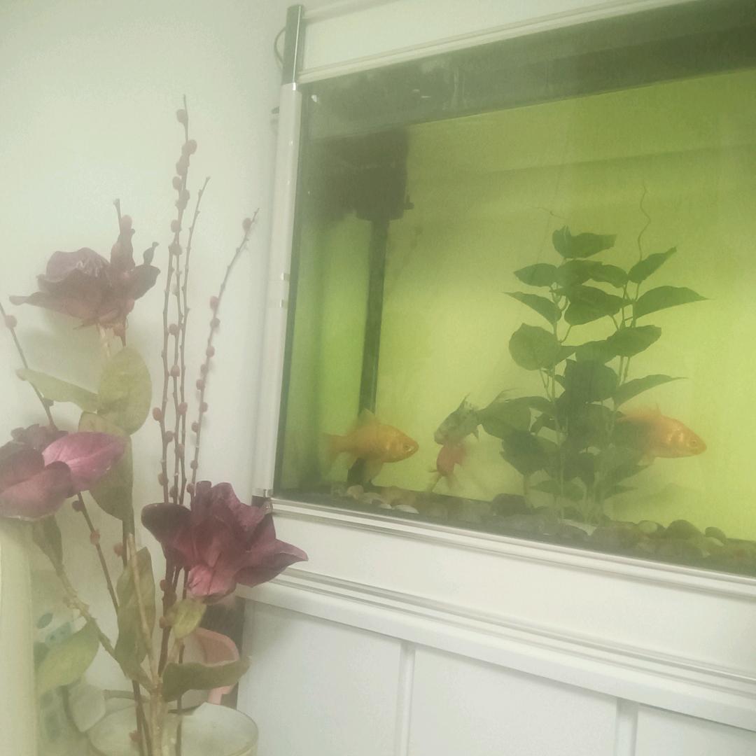 英子