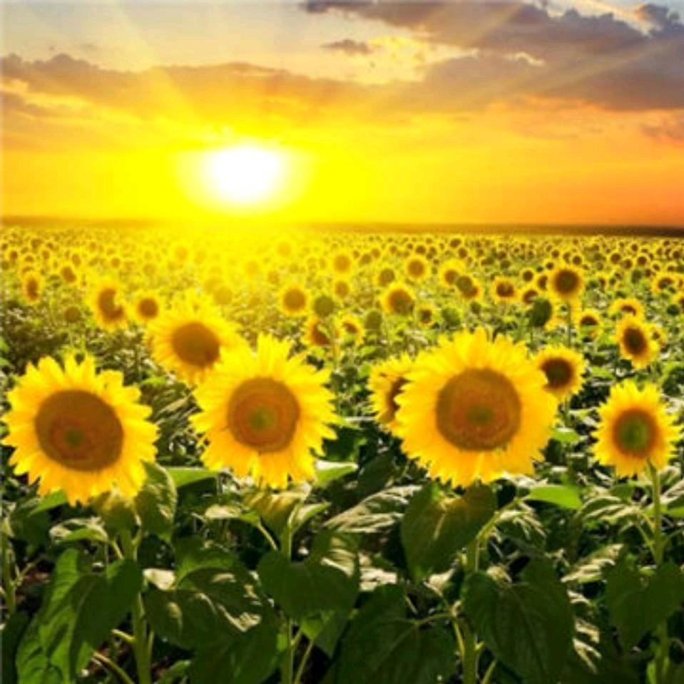🌻灵芝芝🌻拒私聊.拒重复连赞。