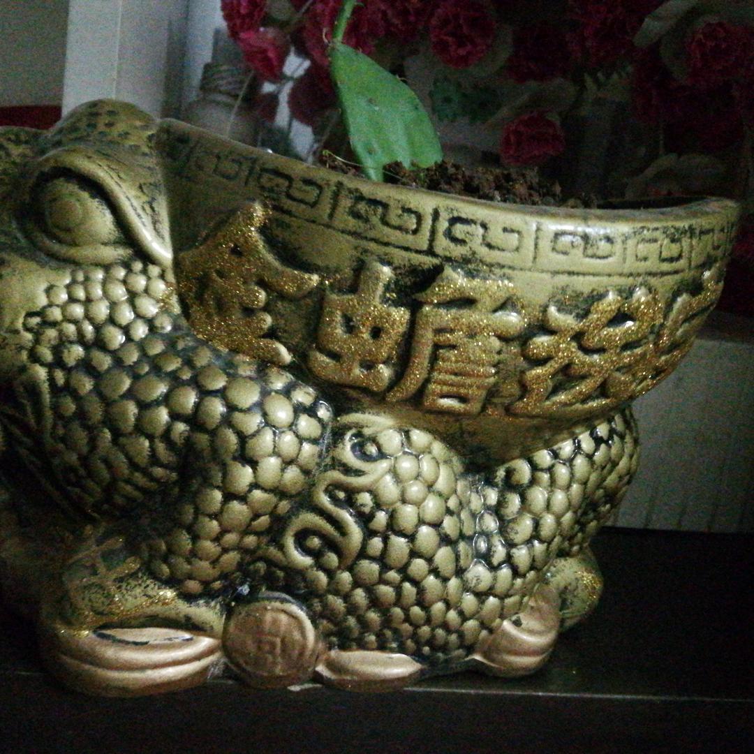 水上莲花