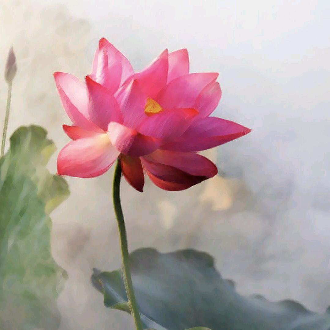 佛性禅心