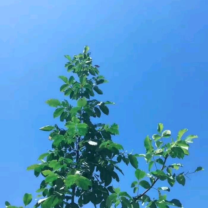 云淡风轻