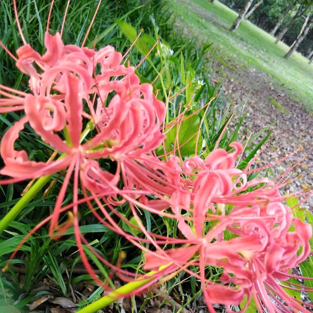 陌上青花