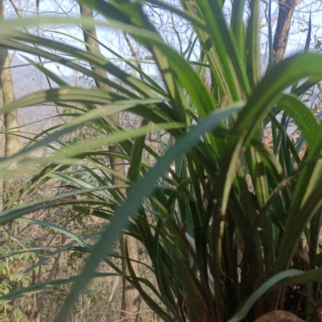 彭姐土猪养殖