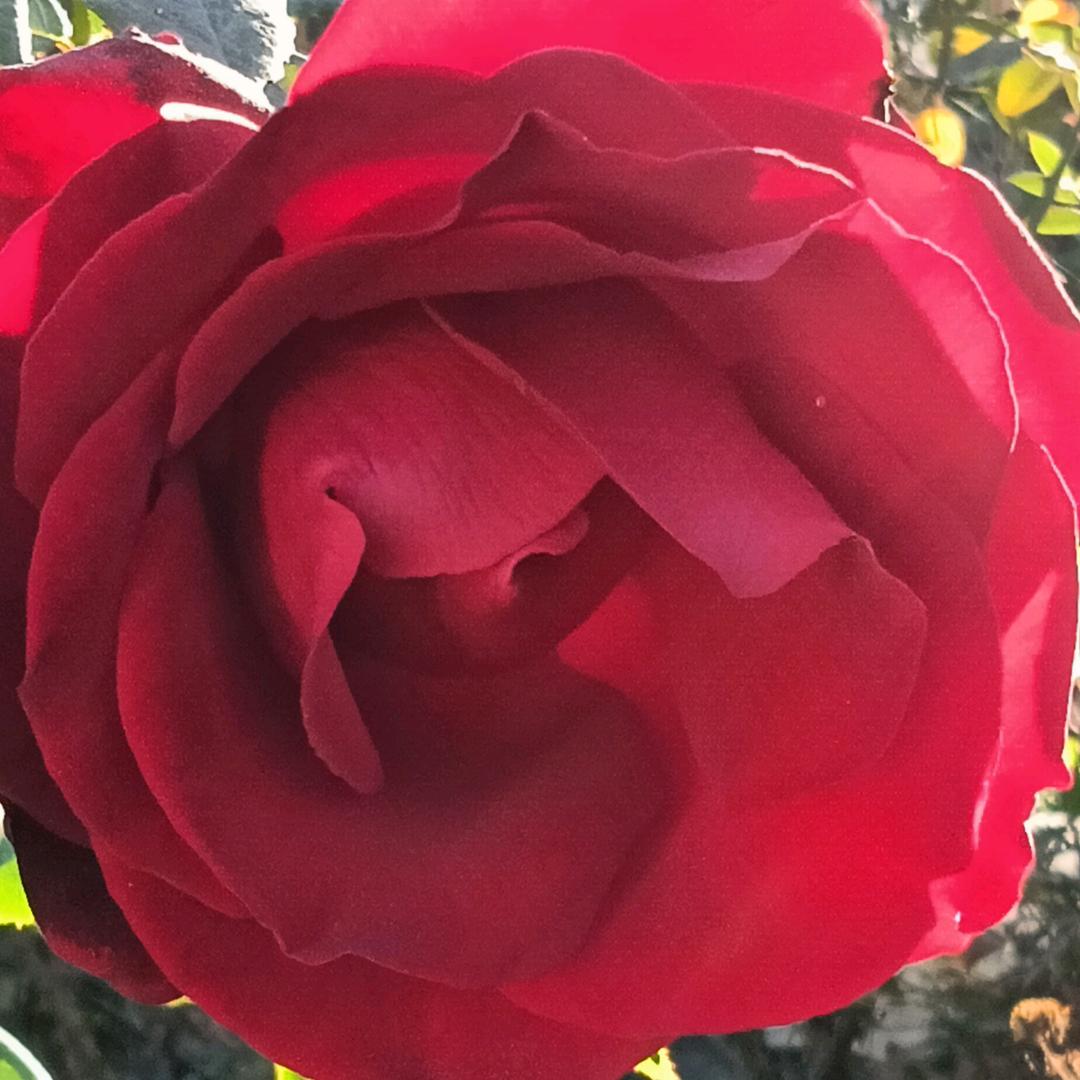 🍀憧🌹憬🍁（拒私聊）