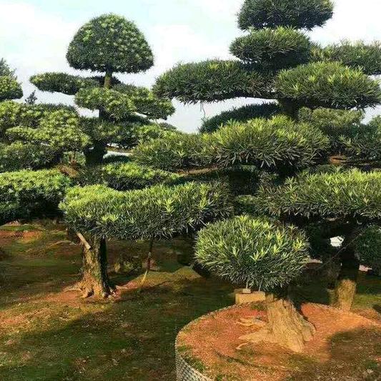 荣森苗木工程