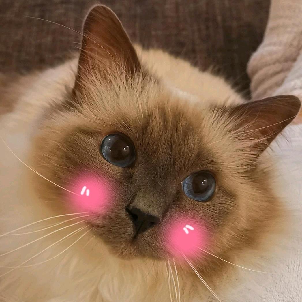 猫der和饭饭的日常@抖音