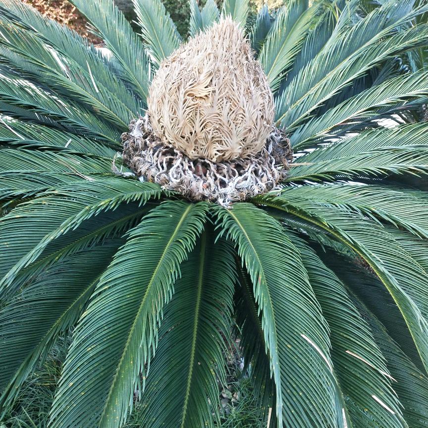 一颗草🌿