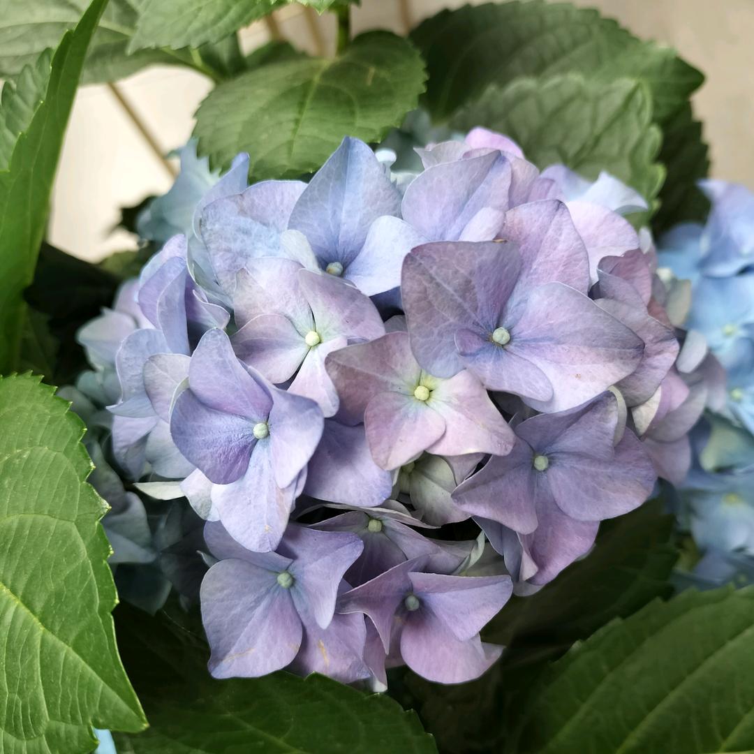 花鱼饰家花卉绿植