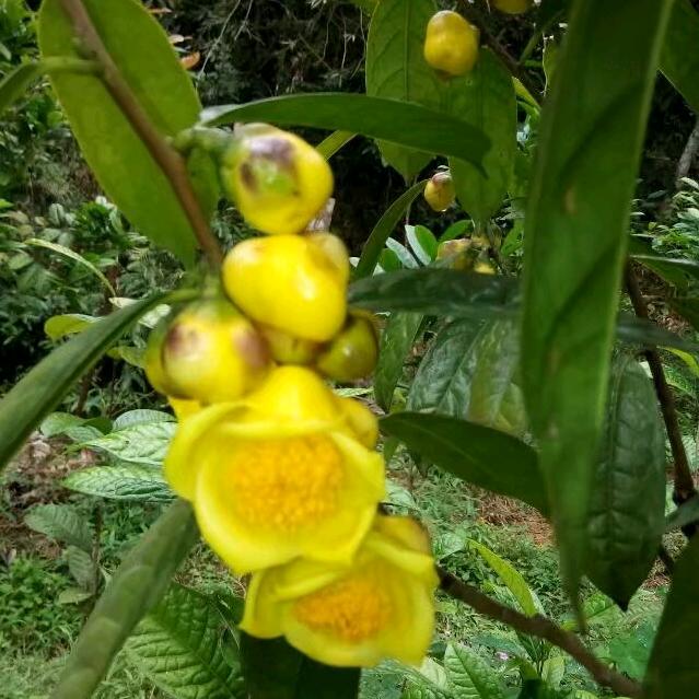 种花哥