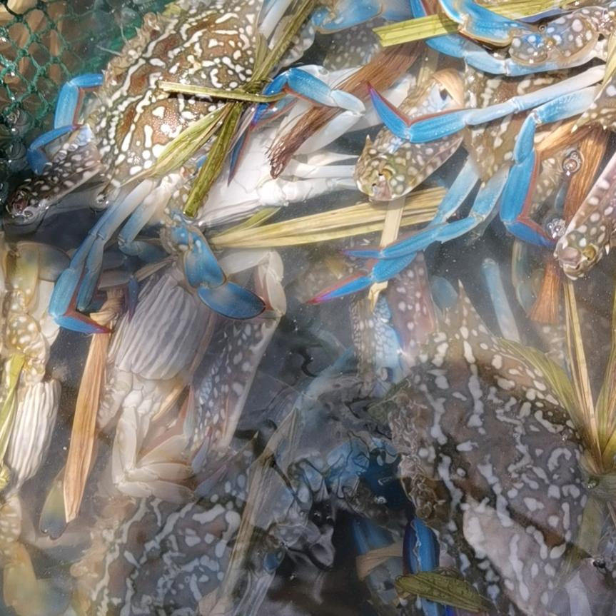 牵着蚂蚁去散步