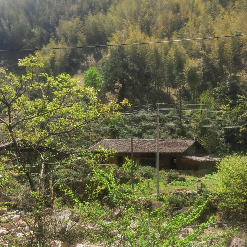 開  楠