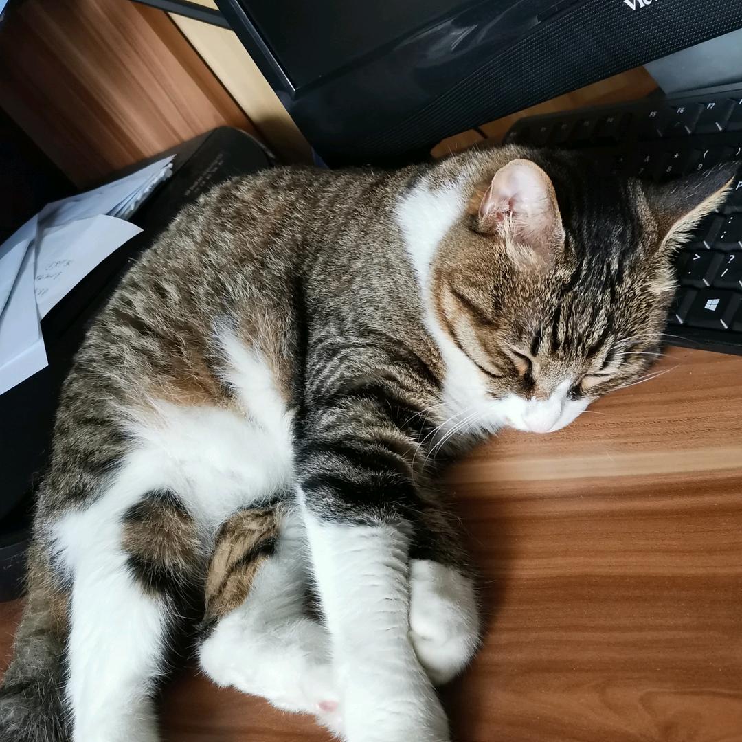 🌙酣睡的狸花猫