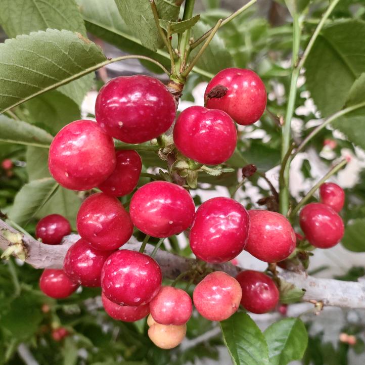 铜川大樱桃（果色果香）